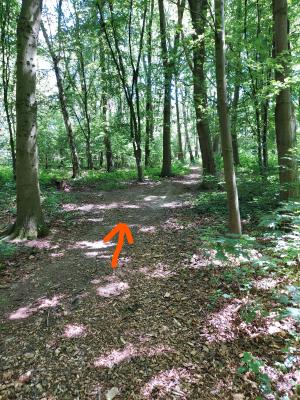 Photo 42